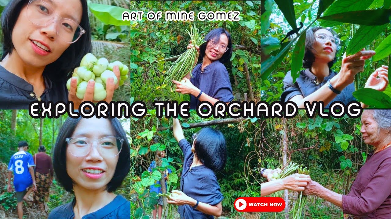 ဖွားဖွားရဲ့ ခြံထဲ အရွက်သွားခူးမယ် - Exploring the orchard vlog #orchard #nature #naturelovers #vlog