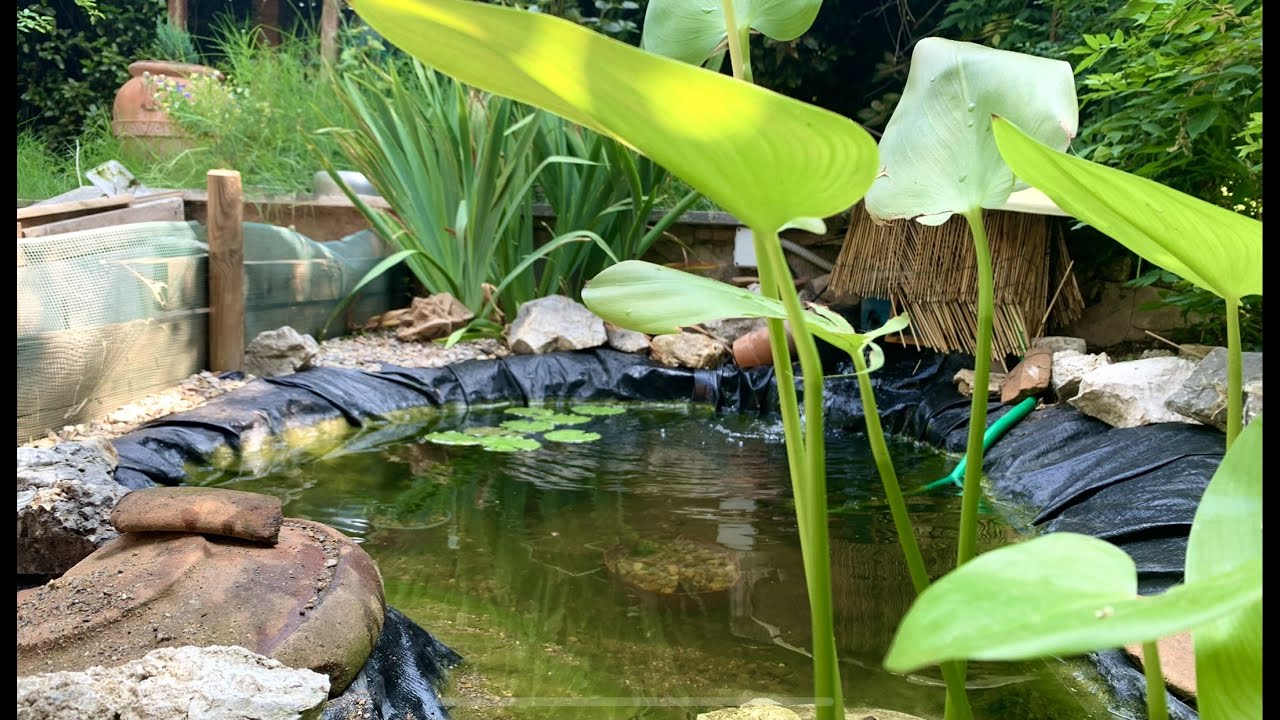 riempio il LAGHETTO di PIANTE ACQUATICHE !!!