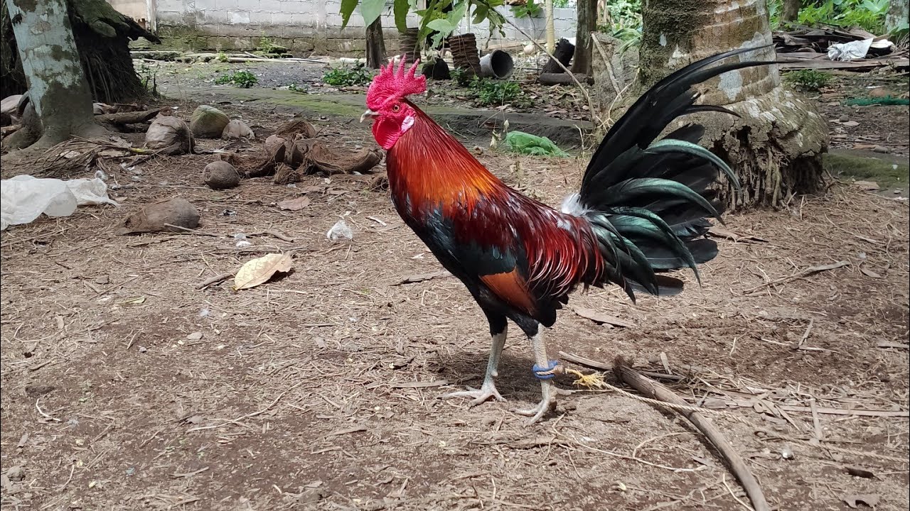 Magandang lahi ng manok..