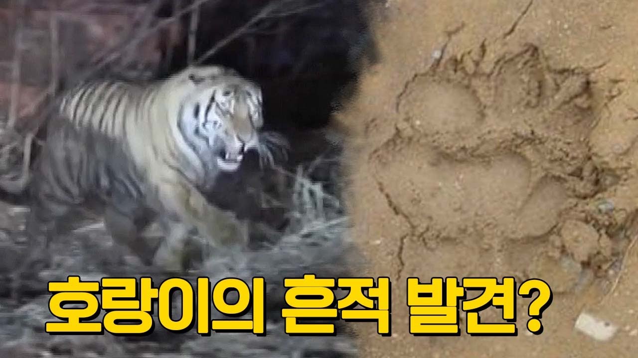 깊은 산에서 발견된 호랑이의 흔적💥 호랑이는 정말 없는걸까? l KBS 아마도 마지막 존재 220223 방송