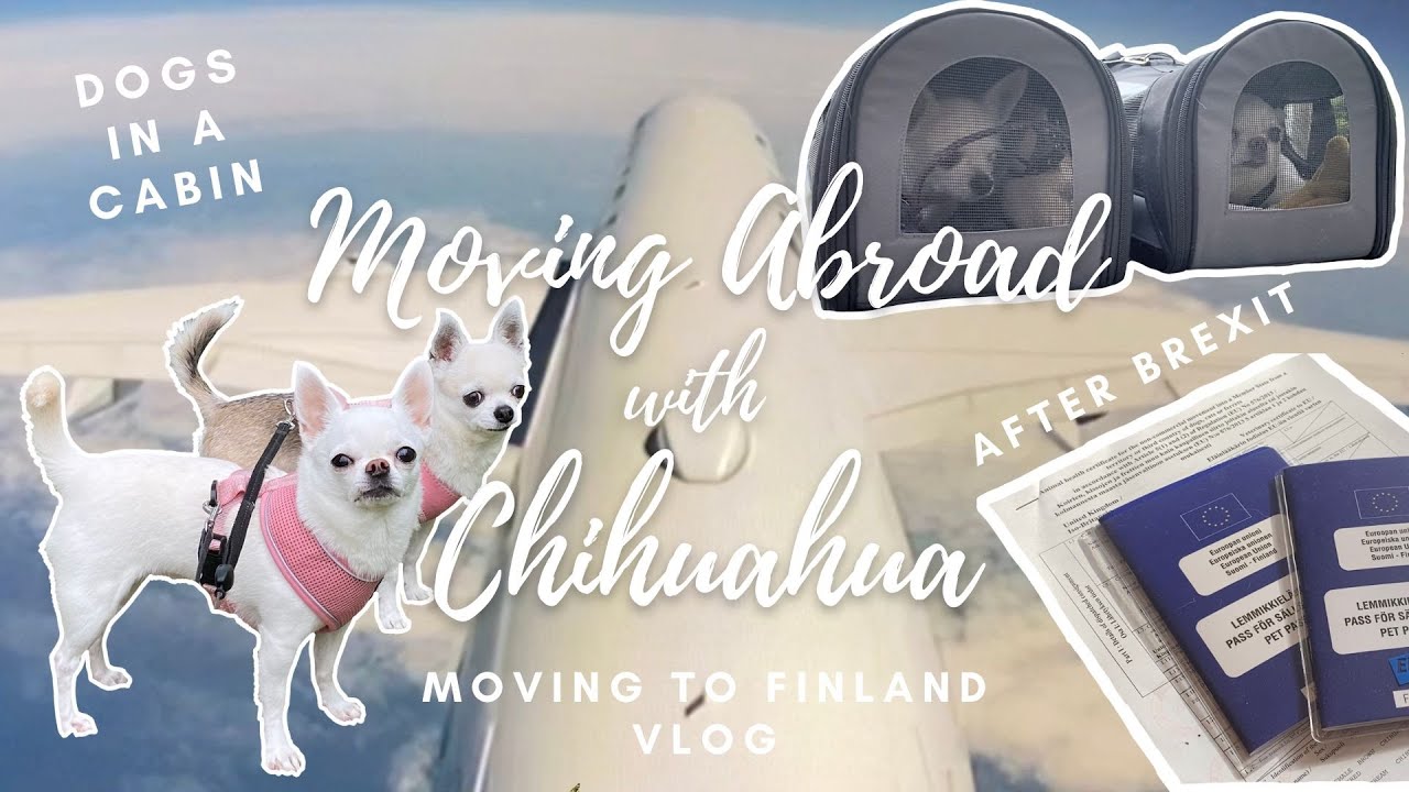 Moving Abroad with Chihuahua / How to Fly with a Dog in a Cabin / TIPS & INFO