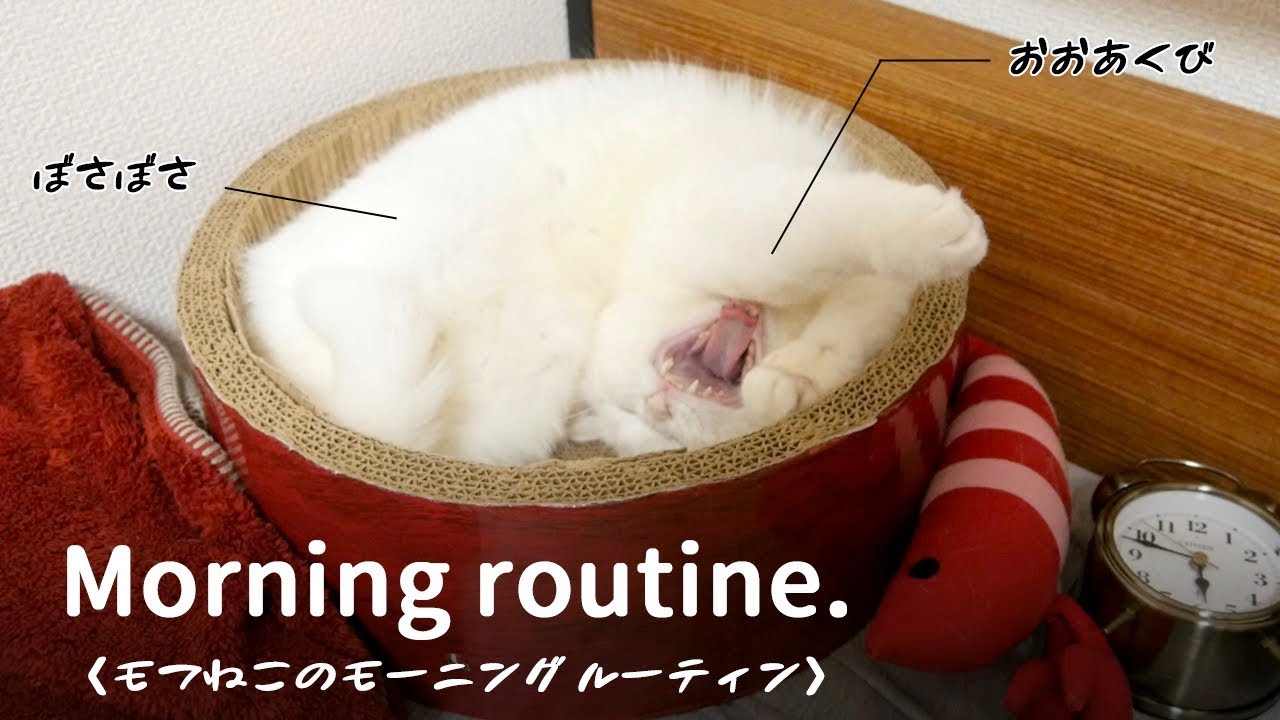 もふもふ猫のモーニングルーティン（ morning routine. ）