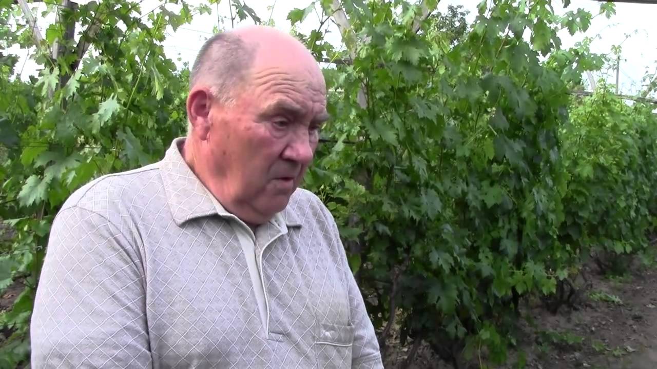 @Как правильно удобрять и подкармливать виноград