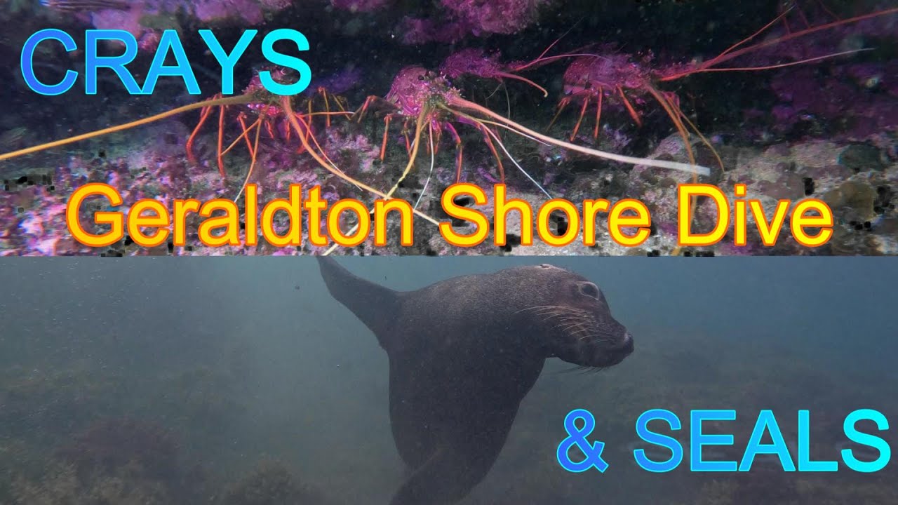 DIVING WITH CRAYFISH AND SEALS: Geraldton's Underwater Playground #australia #travel  #scubadiving
