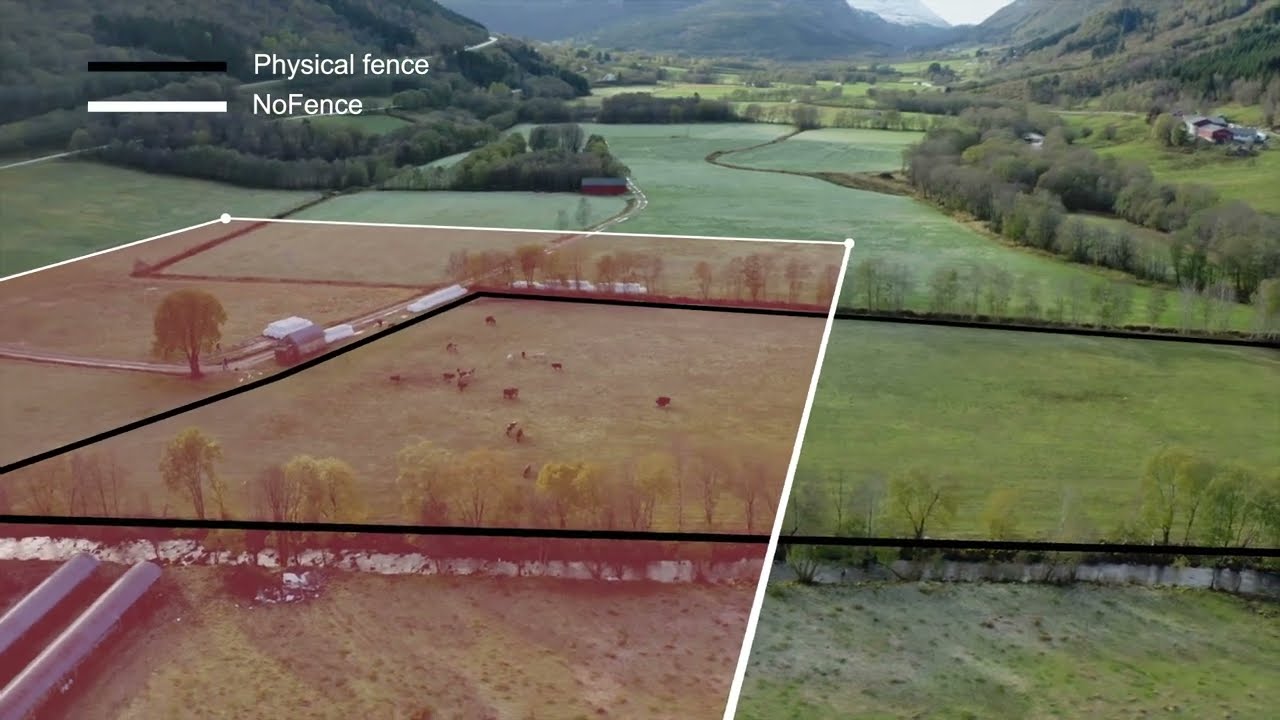 Nofence learning process and training pasture