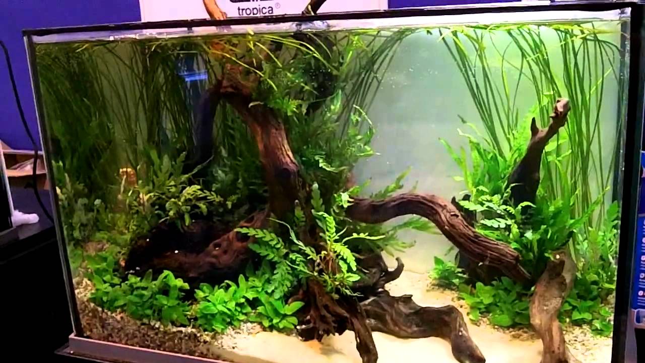 UKAPS Live Scaping Tanks