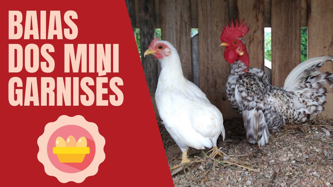 Baias de mini garnisés modelados que terão ovos para venda | Coração Campeiro