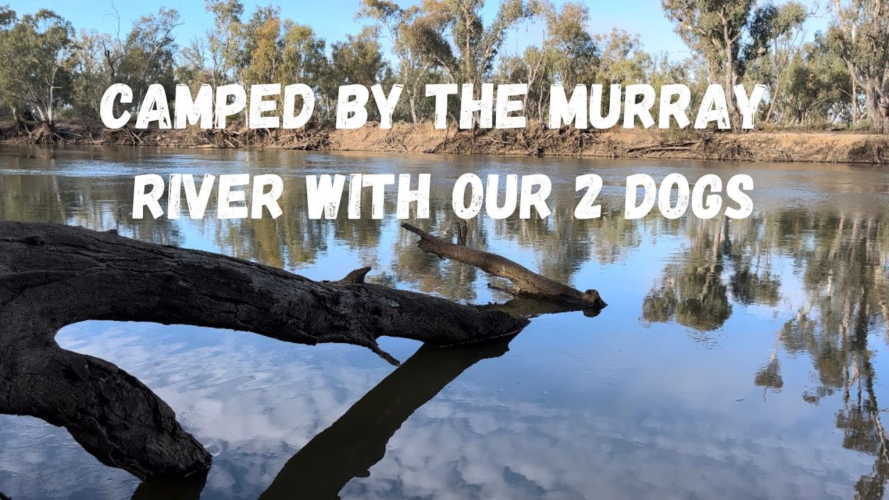 Ep 13-Camping by the Murray River with our 2 German Shepherds - fishing, camp-oven cooking, relaxing
