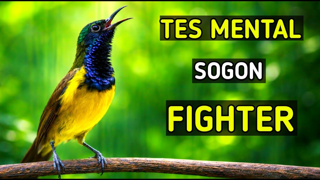 Tes mental sogon fighter,  sogon fighter gacor ngleper