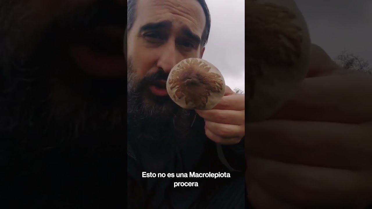 Esto no es una Macrolepiota procera