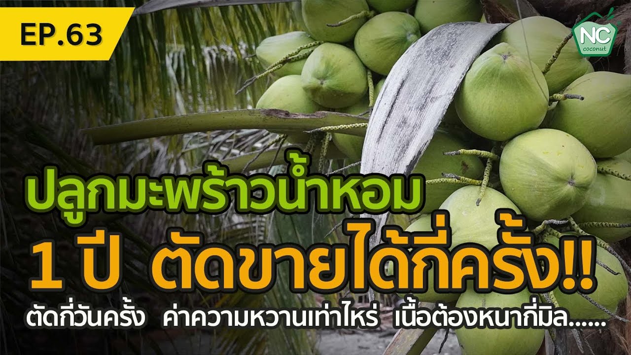 ปลูกมะพร้าวน้ำหอม 1 ปี ตัดผลผลิตได้กี่ครั้ง ? NC coconut Farm EP.63