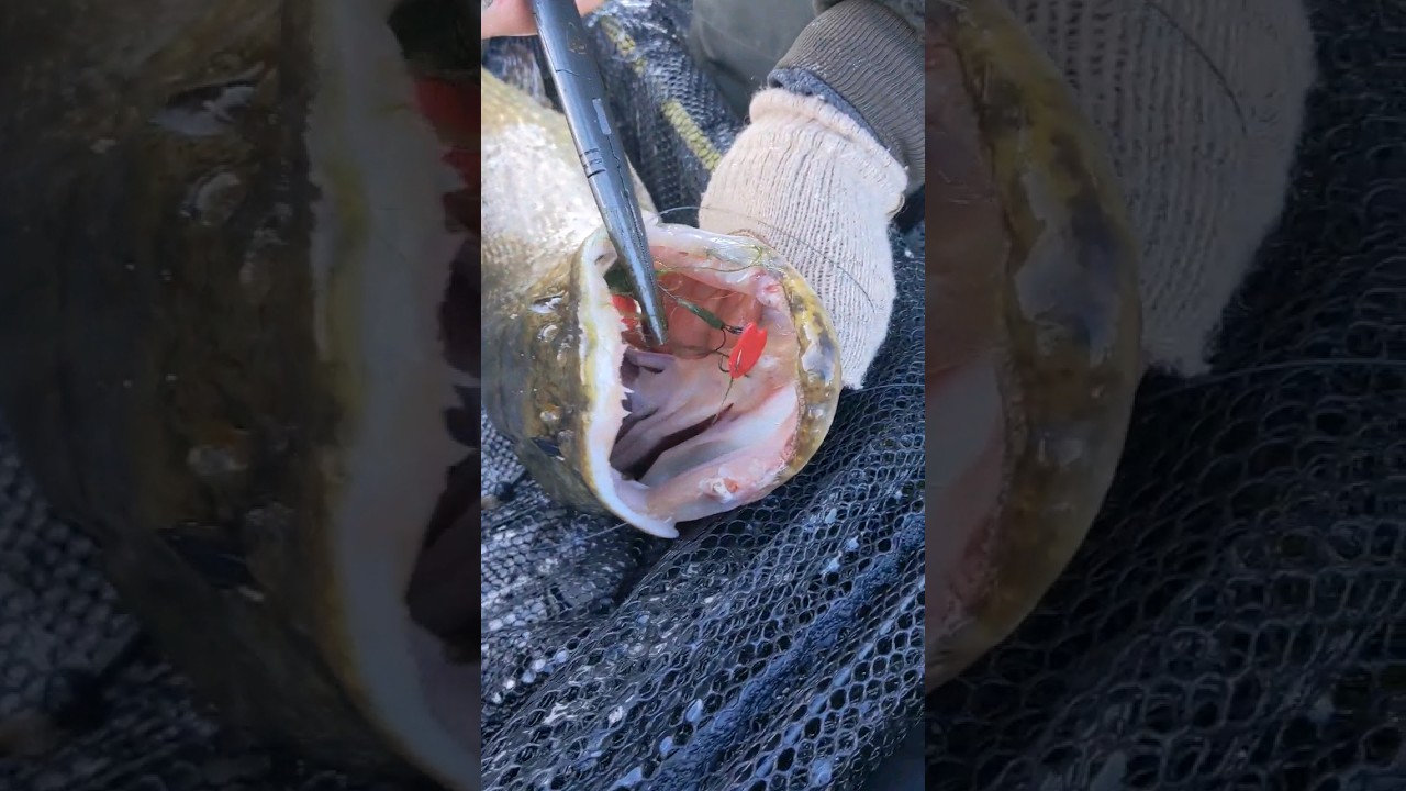 Unhooking a Pike easy. #catchandrelease #gunsnroses #fishing #pikefishing #unhooking