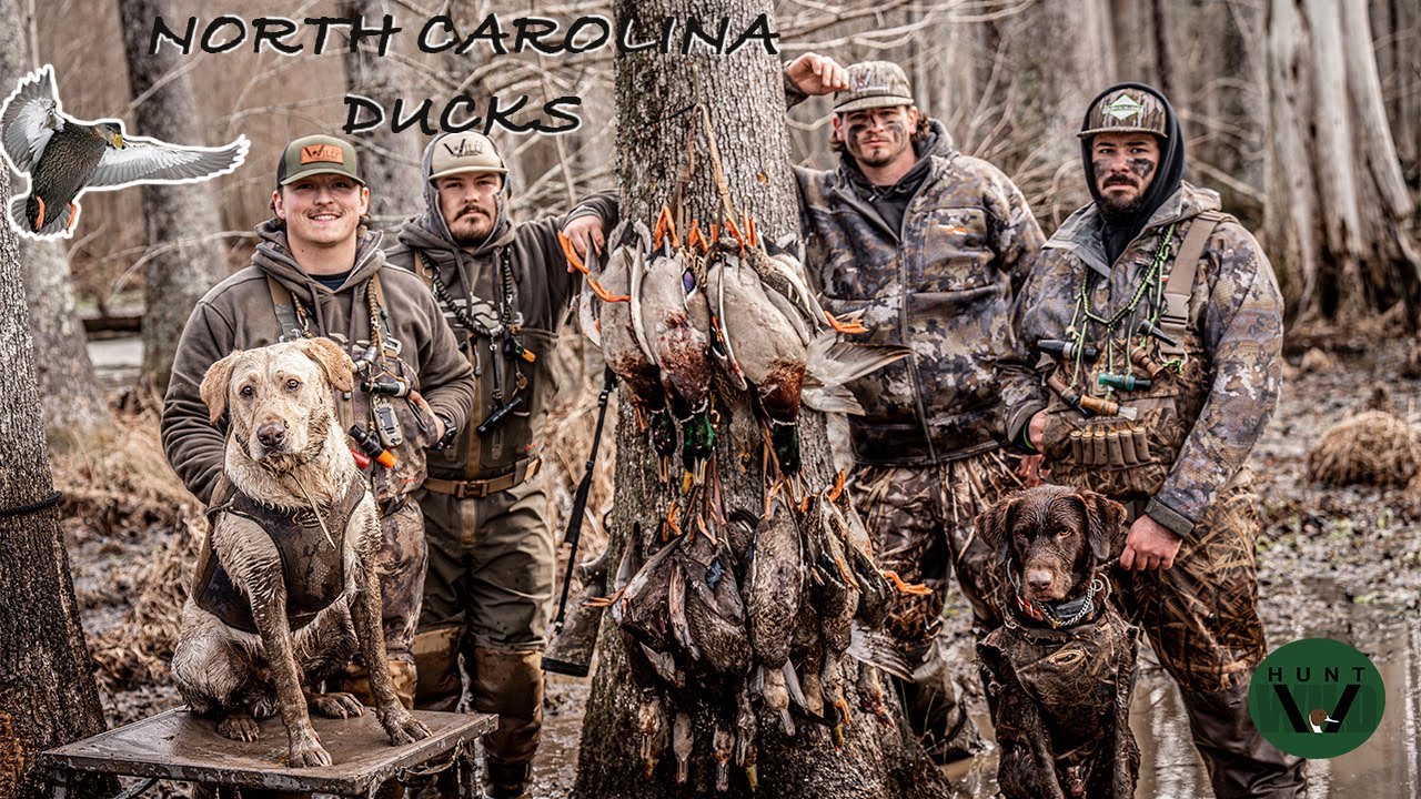 DUCK HUNTING in NORTH CAROLINA SWAMPS