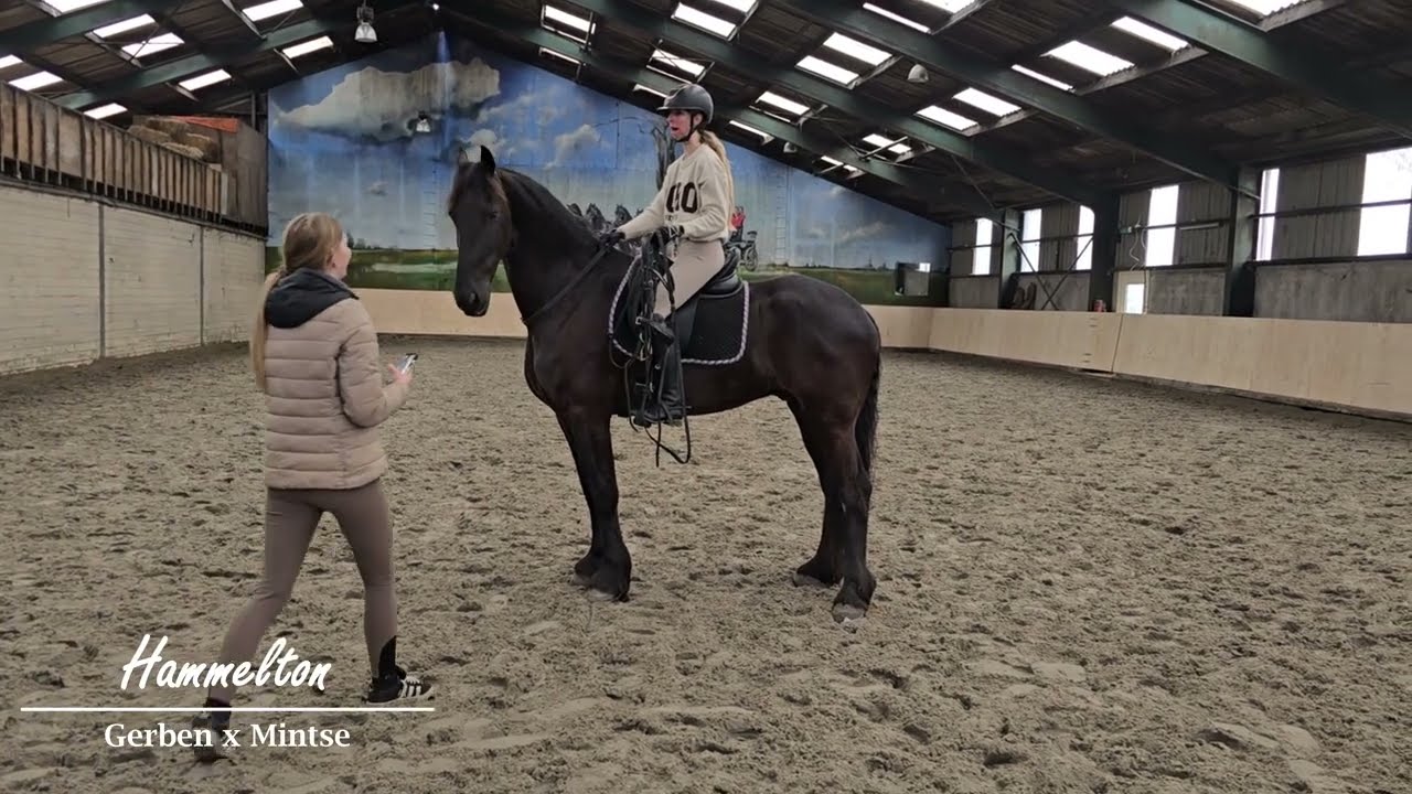 Stal Okkema's Hammelton - Gerben x Mintse - Gelding - 2018 - 1.69m