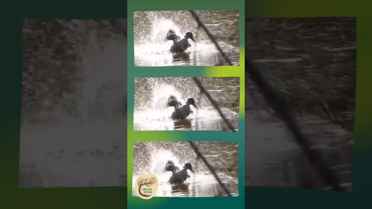 Playful Grey Teal Duck: Mid-Afternoon Splashes - Dharug Country