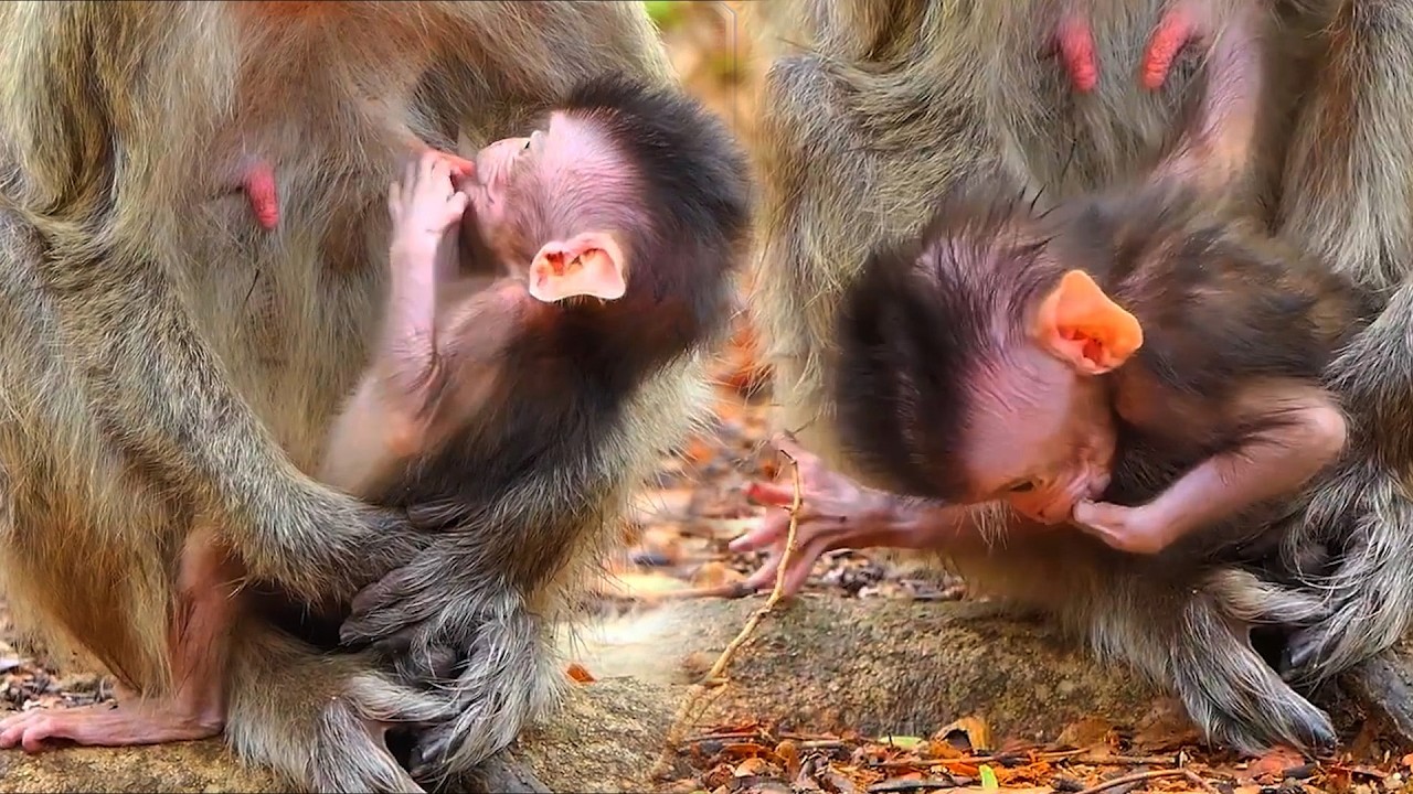 Adorable Wildlife 2026, Peaceful Baby Monkey and Nature Sounds