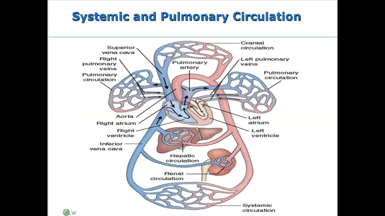 Assessment and Management of Patients with Vascular D/O and Problems of Peripheral Circulation