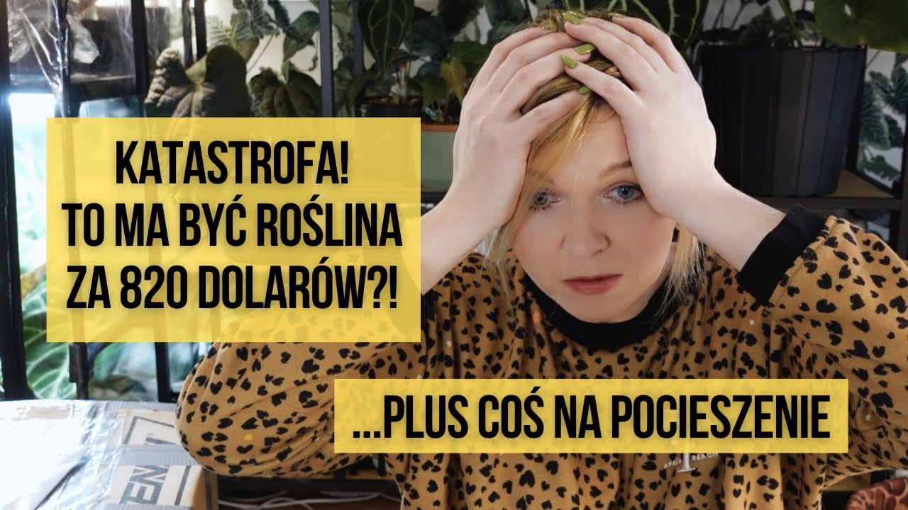 Unboxing - katastrofa! Roślina za 820 dolarów w tragicznym stanie, pomyłka i (na osłodę) cukiereczek