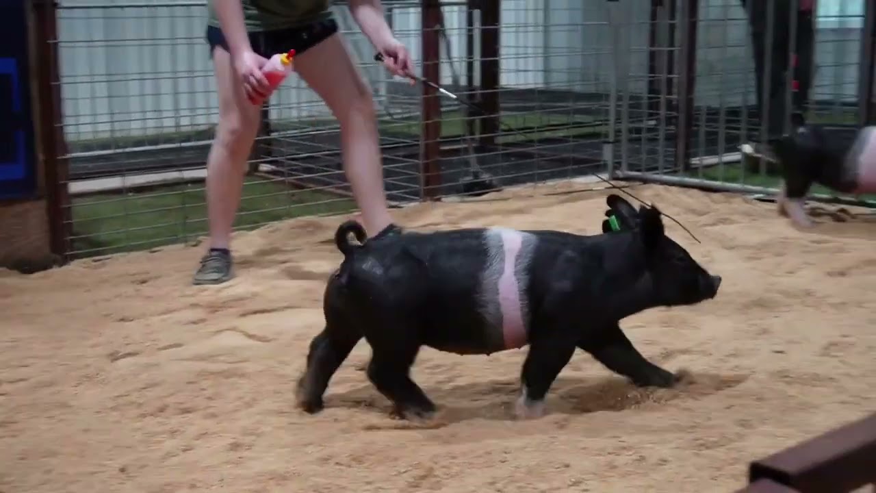 Winter Open House 2025 Online Pigs Video Preview