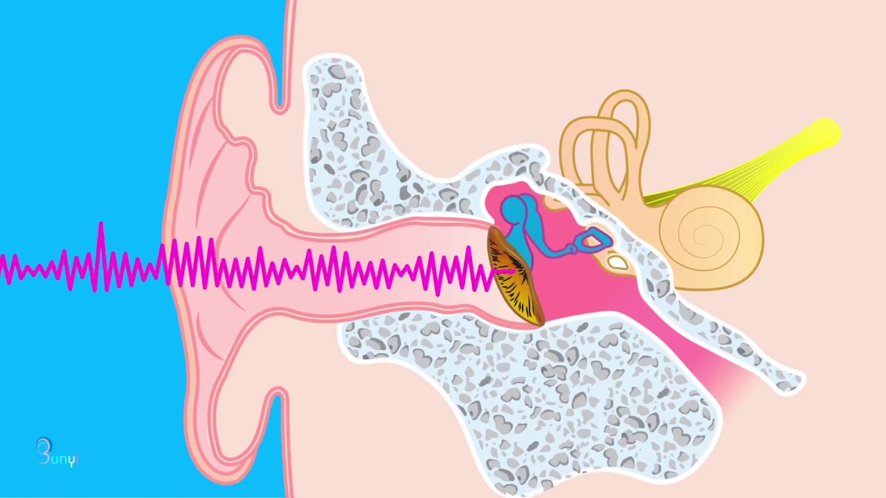 ¿Cómo funciona el oído? - Anatomía del oído