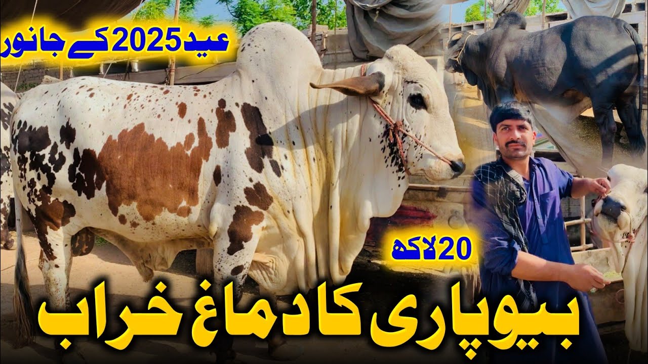 Beopari ka Dimaagh Kharab 😡 20 LAKH KYU ?? - Kala Maweshi Mandi Peshawar - Part 2