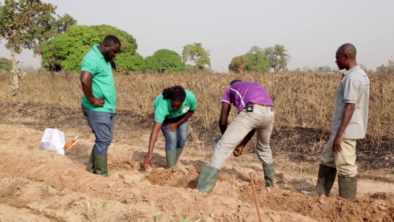 Kuapa Ghana - Urea Deep Placement on Maize