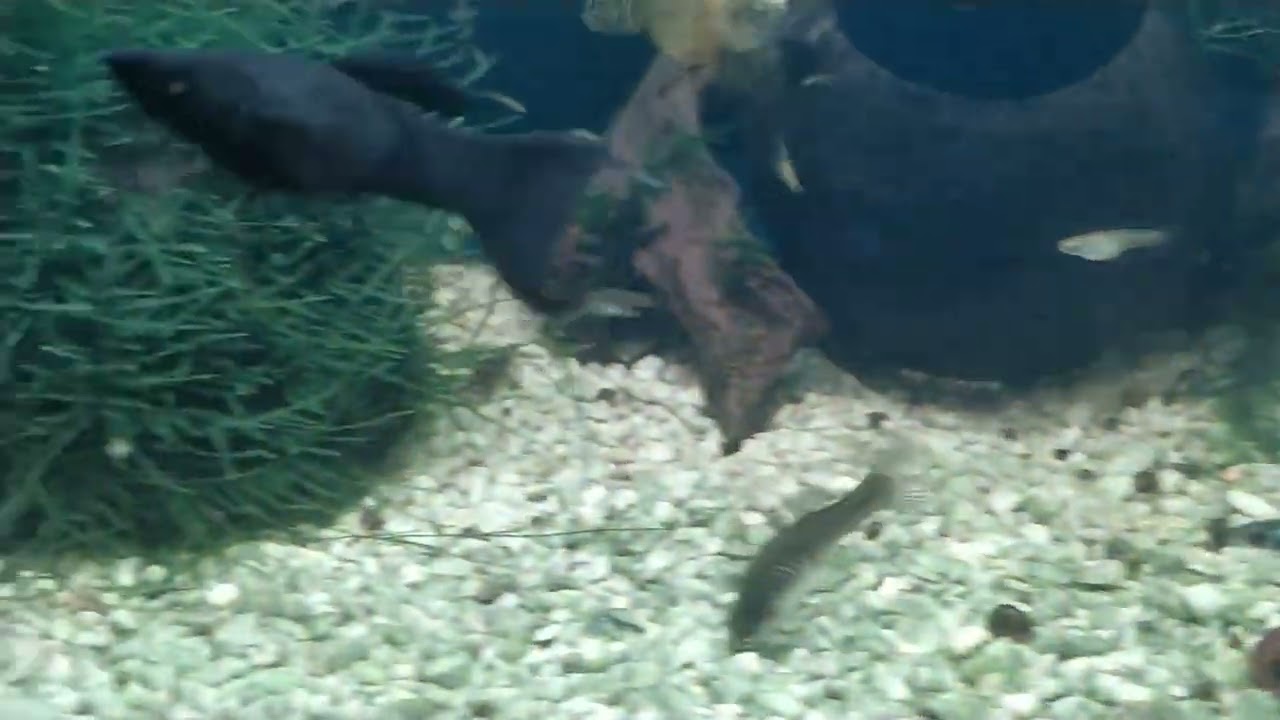 #danio
