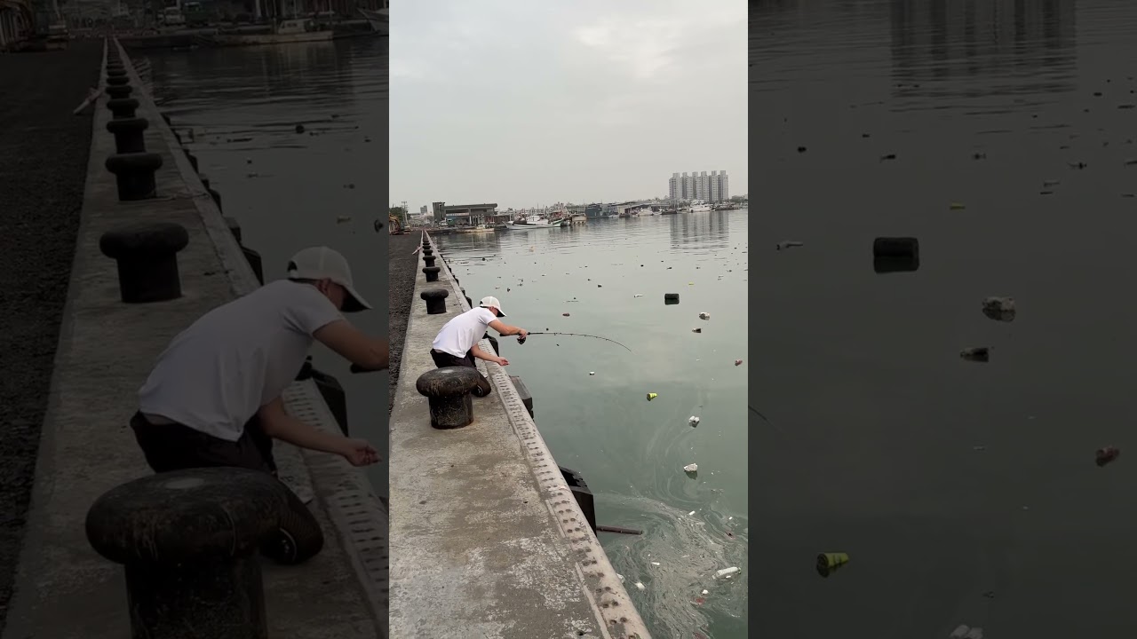 「興達港前打」吳郭魚放流 紅槽又來了！