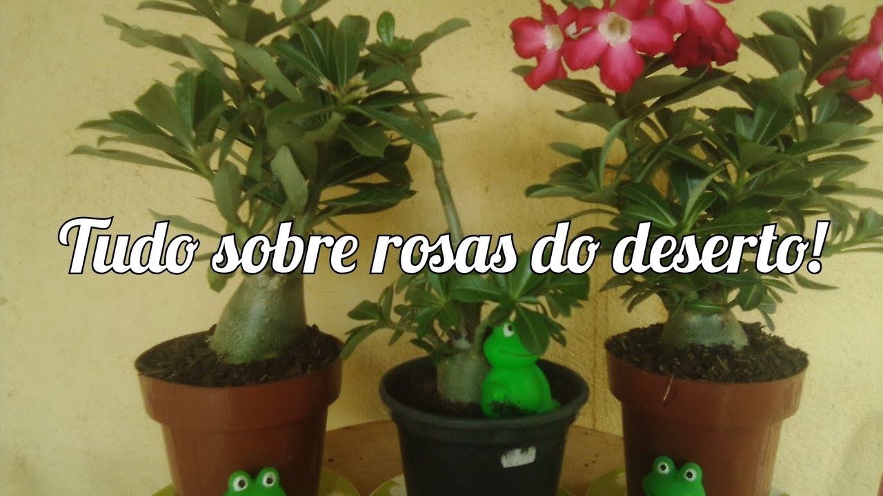 Tudo sobre rosas do deserto:curiosidades e cuidados.
