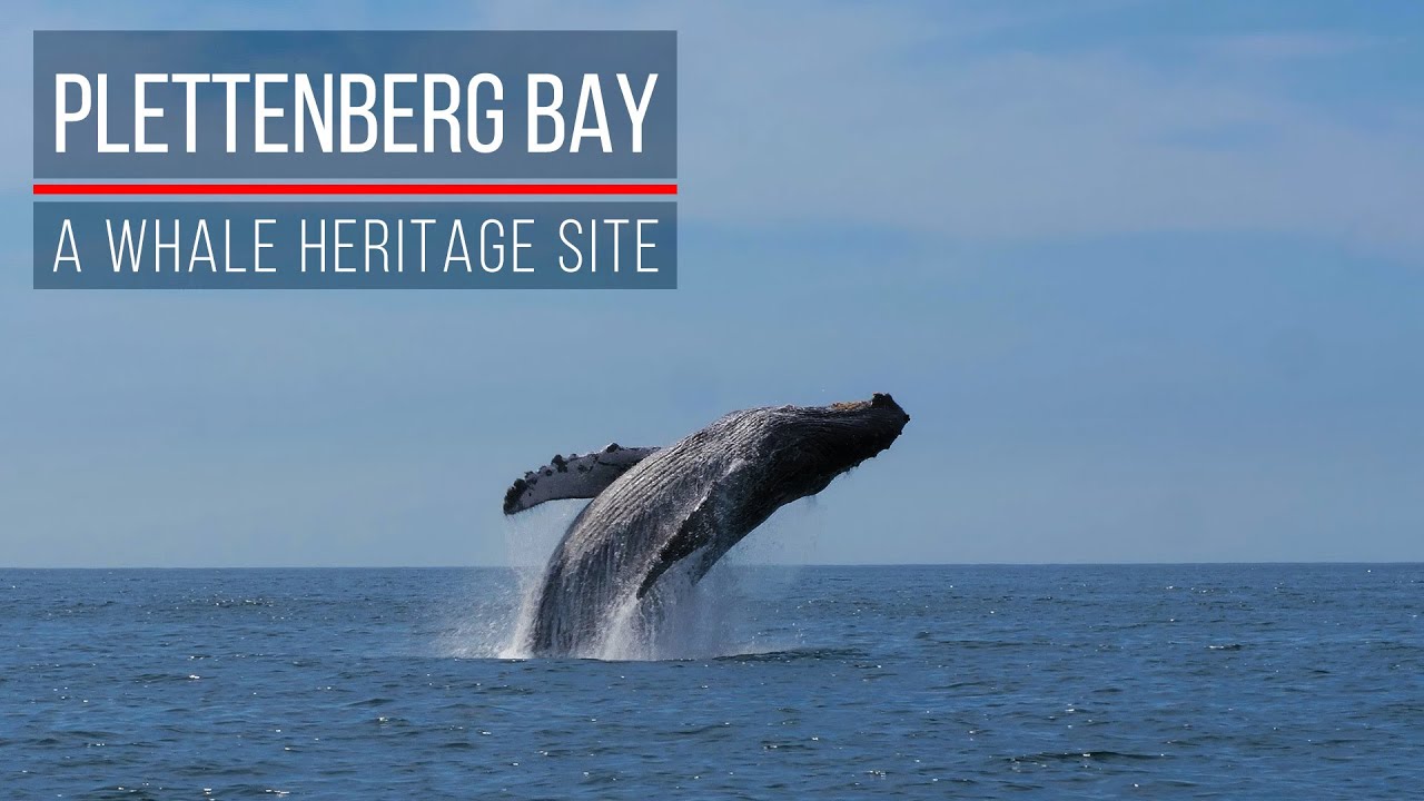 Plettenberg Bay - A Whale Heritage Site