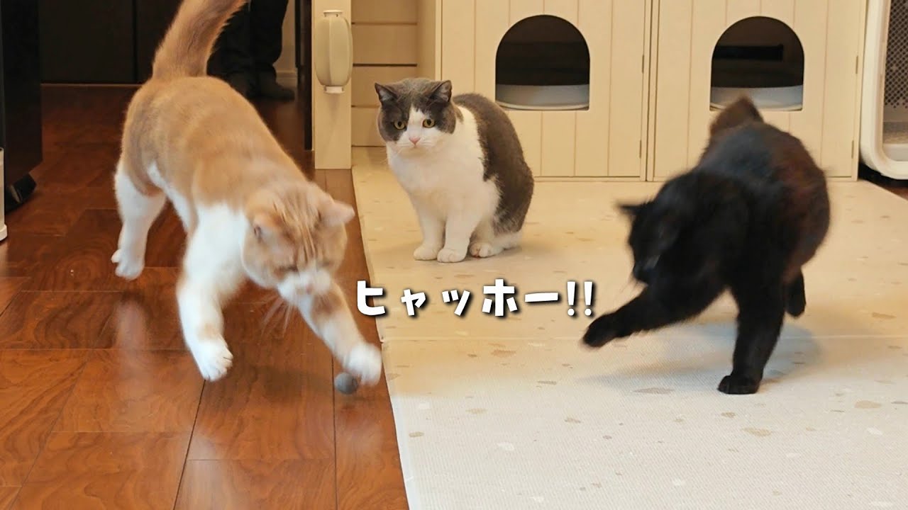 ご褒美にもふもふボールを作ったら反応が可愛すぎました