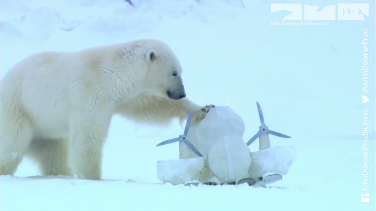 🐻‍❄️ Флирт белого медведя 🐻‍❄️ - Часть 2