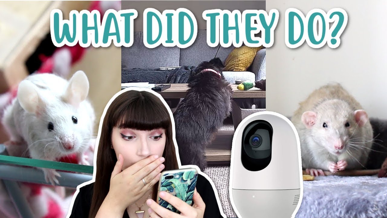 WHAT DO MY PETS DO WHEN I'M NOT HOME??