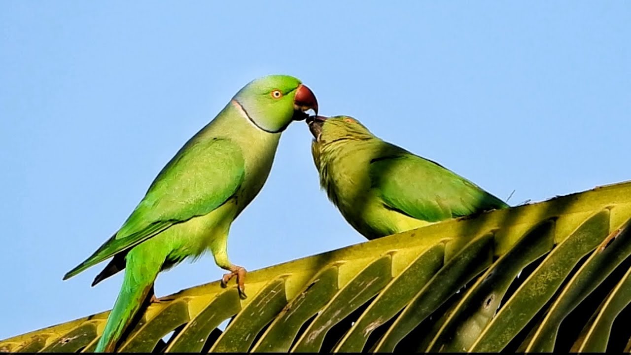 Parentalcare in bird birdfeeding#roseringedparakeet #psittaculakrameri #ringneckparrot #kramerparrot