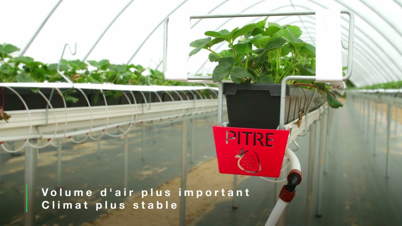 Entreprises Pitre : Transition de la culture de fraises plein champ à la culture grandes tunnels