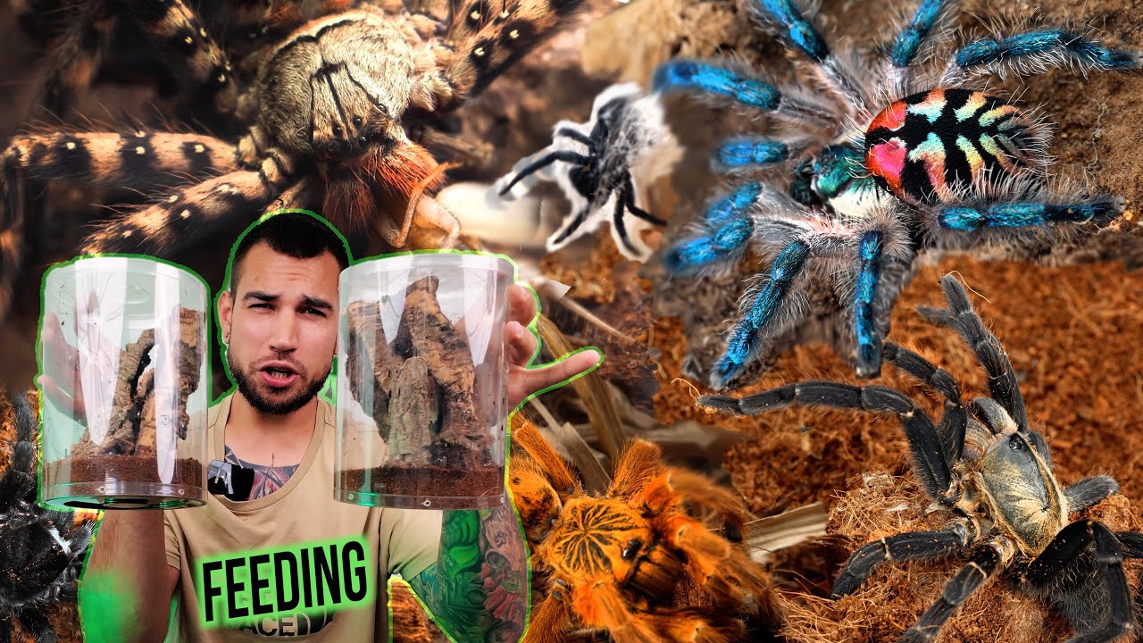 Karmienie WSZYSTKICH pająków! FEEDING video