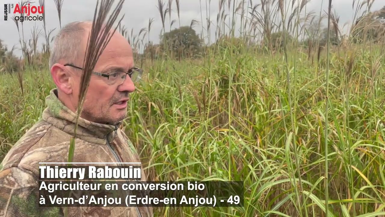 Cultiver du miscanthus en Anjou