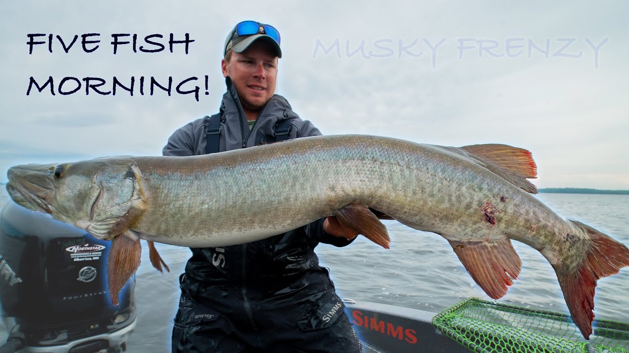 5 FISH MORNING! (Crazy Musky Action) Guiding on LOTW