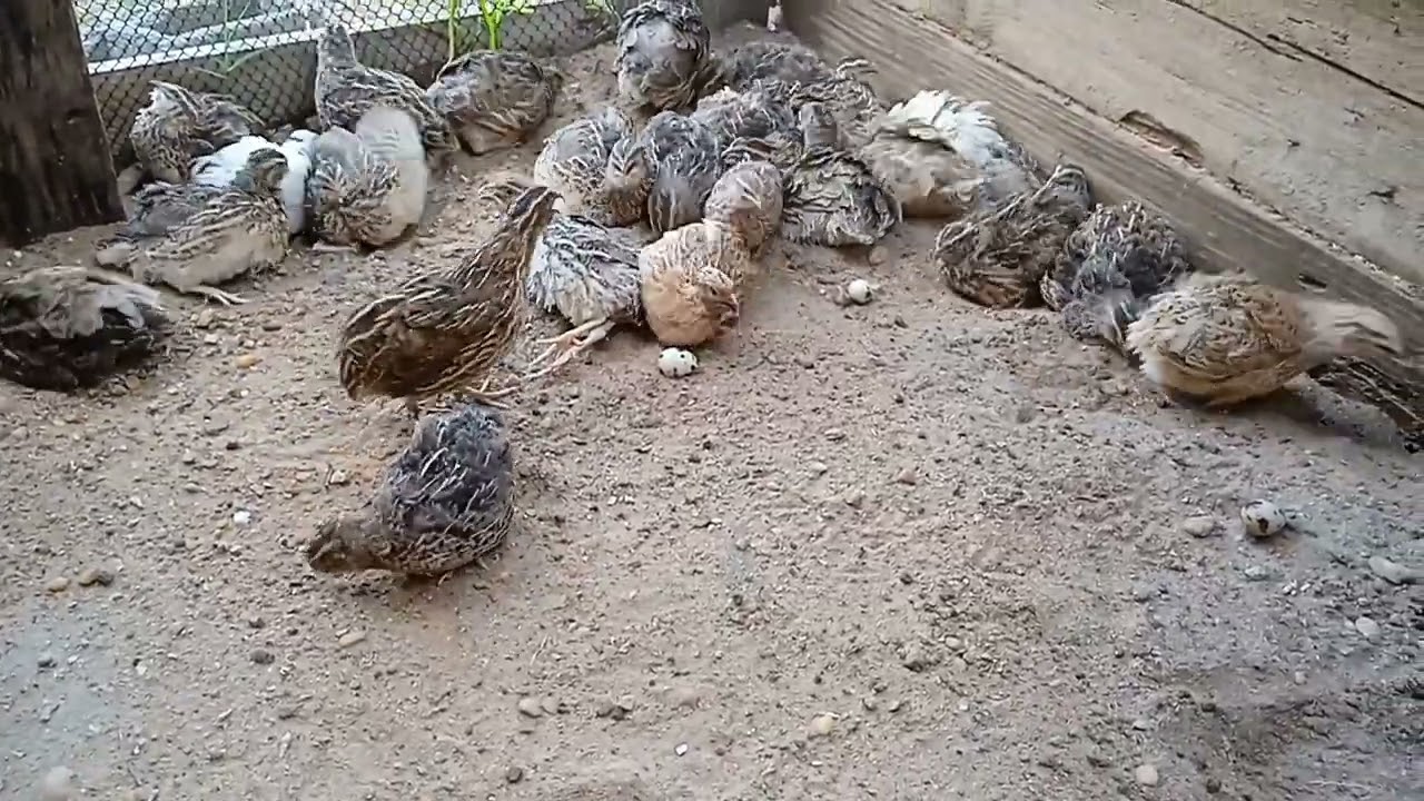 Segue o banho de areia do jeito que elas gostam.