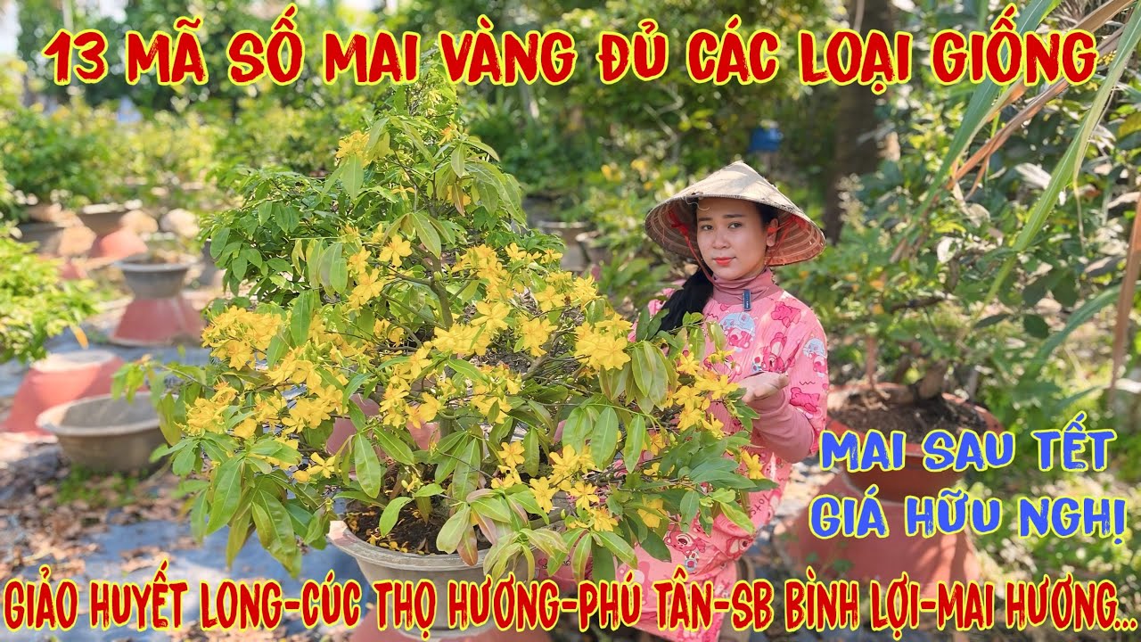 17-3☎️0706938527 Quế Anh ☎️🌳Mai Vàng Giá Rẻ🌳giảo hương chùm-sbsg-cúc thọ hương-giảo phú tân-sbbl🌳