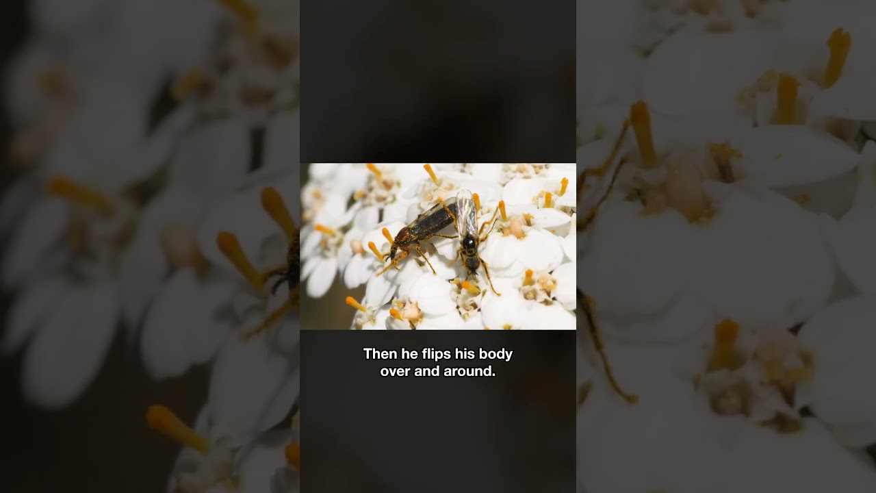 Lovebugs on a Honeymoon | 