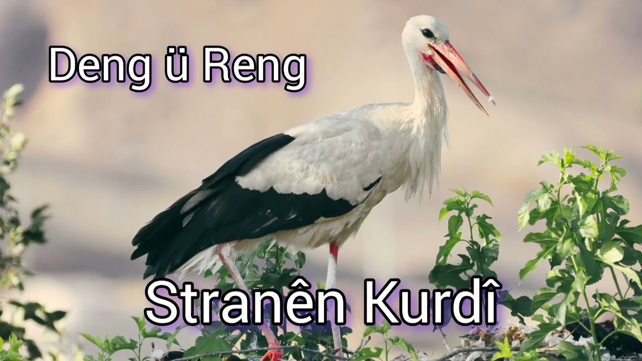Bîra Te ، أجمل أغنية كردية ، Stranên Kurdî 