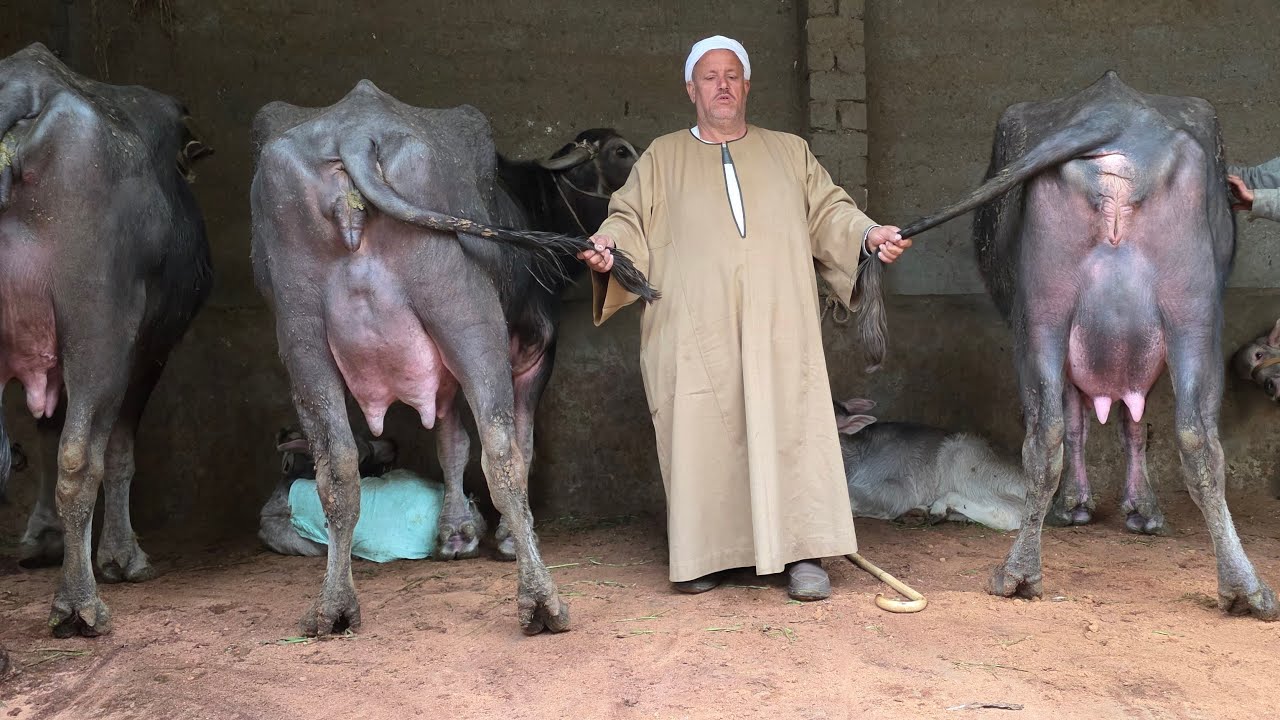 دبابات الجاموس الايطالى الوالد بنزينات لبن ماشاء الله وعجميات جاموس عشر  بأسعار زمان بتاريخ 1/ 3