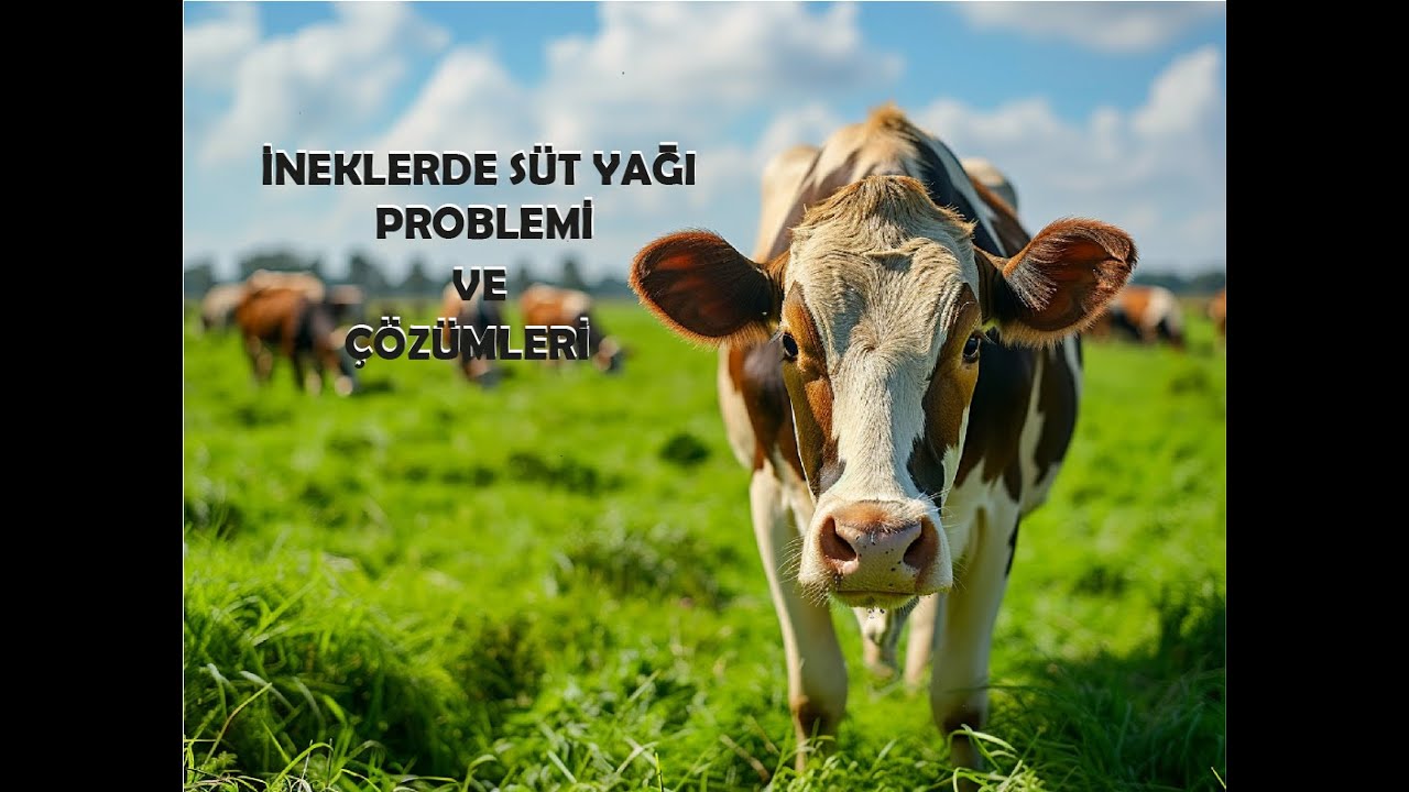 İNEKLERDE HIZLA ARTAN SÜT YAĞI PROBLEMİ VE ÇÖZÜMÜ!