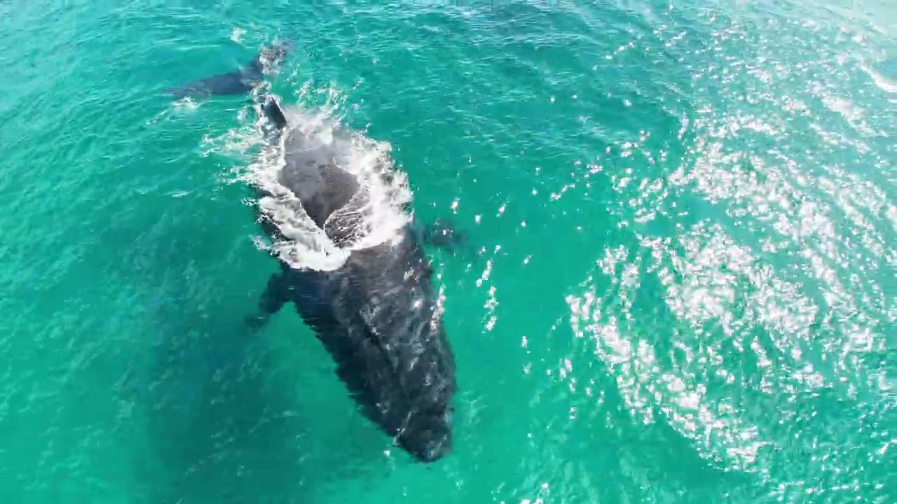 Humpback Whales of Mākena beach Maui