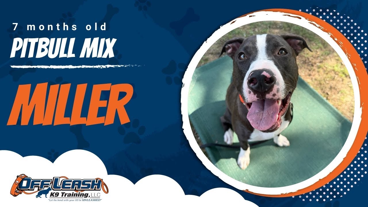 Pitbull Mix, 7 months old, Miller | Best Dog Training Central Missouri | Off Leash K9