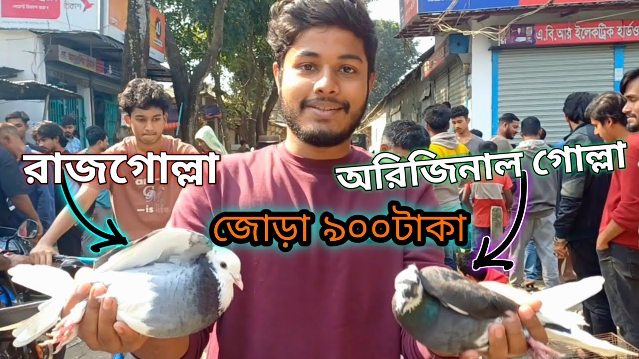 কবুতরের হাট থেকে জোরা কিনল- রাজগোল্লা নর আর গোল্লা মাদি | রুহিতপুর কবুতরের হাট | Deshi Golla Kobutor