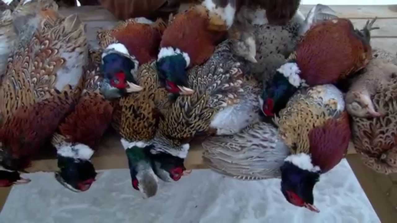 Chasse aux faisans à la Faisanderie du Chasseur