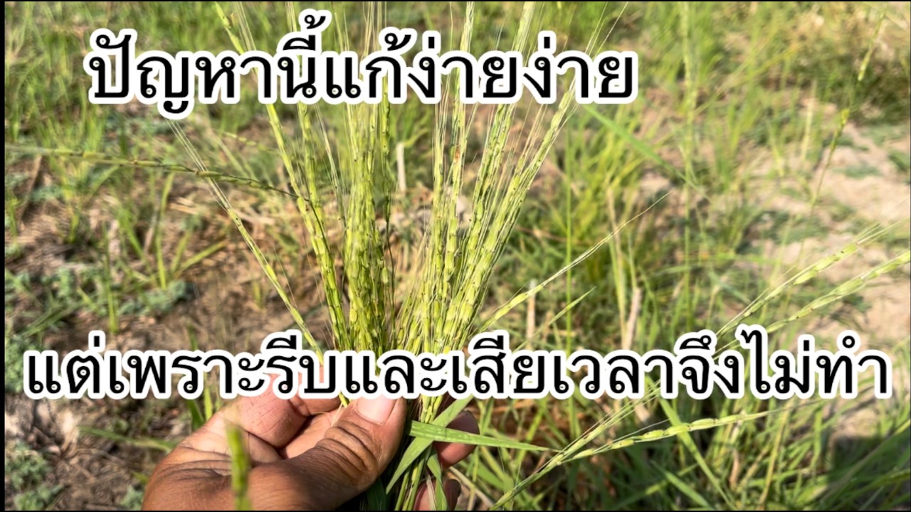 ข้าวดีดข้าวหางแก้ไม่ยาก