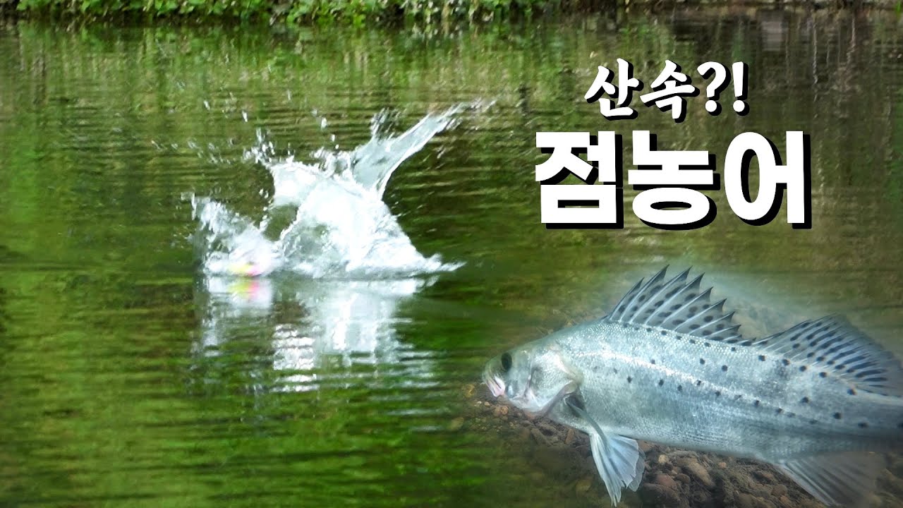 배스가 서식하고 있는 산속 시골 하천에 점농어가 살고 있다?!